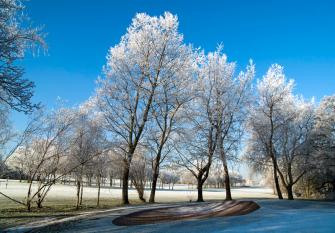 Winterafslagplaatsen / Wintergreens